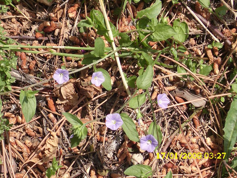 Convolvulus siculus / Vilucchio siciliano